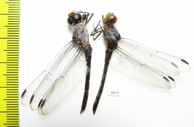 Odonata sp.  Thailand - INSECTS-STORE.RU