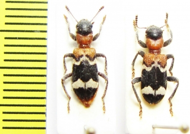 Thanasimus formicarius  Czech Rep. - INSECTS-STORE.RU