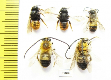 Hymenoptera sp.  Russia, Kaluga reg. - INSECTS-STORE.RU
