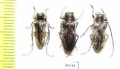 Prosopocera sp., pair  South Africa Rep. - INSECTS-STORE.RU