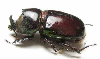Xyloryctes sp.  Mexico - INSECTS-STORE.RU