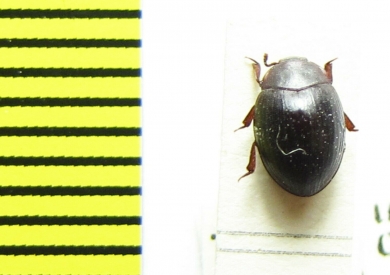 Inscutomonomma variabile griquanum  Africa - INSECTS-STORE.RU
