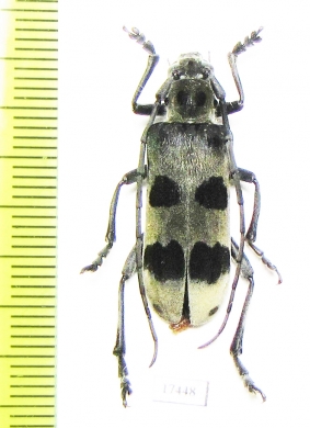 Callundine lacordairei  Laos - INSECTS-STORE.RU