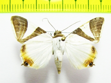 Geometridae sp.  Bolivia - INSECTS-STORE.RU