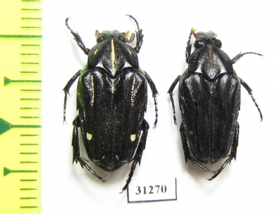 Cetoniinae sp.  Indonesia, Ceram isl. - INSECTS-STORE.RU