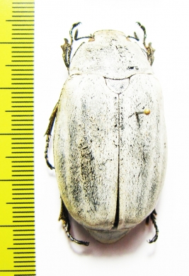 Melolonthinae sp.  Indonesia, Sumatra - INSECTS-STORE.RU