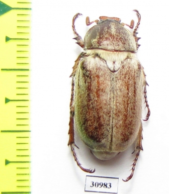 Microphylla paupera  Armenia - INSECTS-STORE.RU