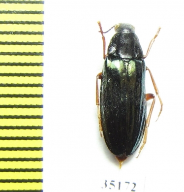 Melandrya rufipes  Russia, Far East - INSECTS-STORE.RU