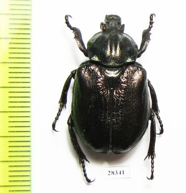 Osmoderma barnabita  Russia, Kaluga reg. - INSECTS-STORE.RU