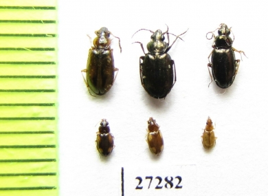 Carabidae sp.  Uzbekistan - INSECTS-STORE.RU