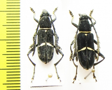 Euryarthrum bifasciatum  Malaysia, Borneo - INSECTS-STORE.RU