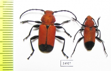 Euryphagus lundii  Indonesia, Kalimantan - INSECTS-STORE.RU