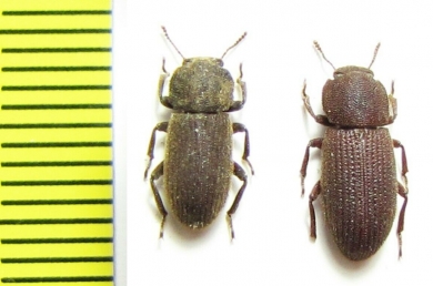 Tenebrionidae sp.  India - INSECTS-STORE.RU