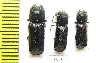 Bostrichidae sp.  Thailand - INSECTS-STORE.RU