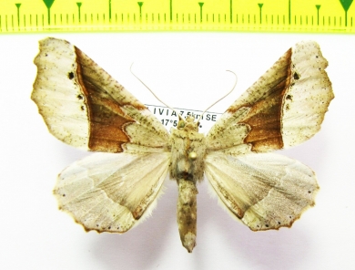 Geometridae sp.  Bolivia - INSECTS-STORE.RU