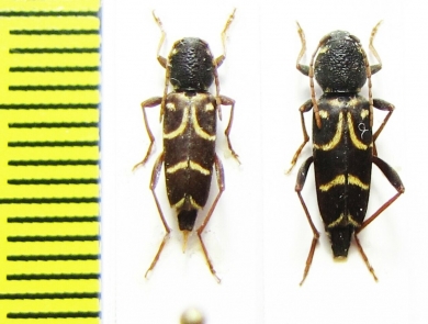 Xylotrechus antilope  Czech Rep. - INSECTS-STORE.RU