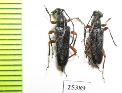 Anoplodera rufipes  Russia, Volgograd reg. - INSECTS-STORE.RU