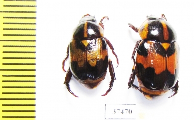 Rutelinae sp.  Peru - INSECTS-STORE.RU