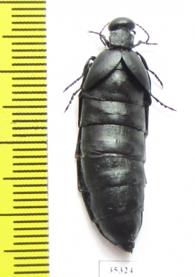 Berberomeloe payoyo  Spain - INSECTS-STORE.RU
