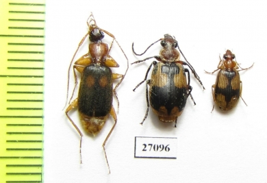 Carabidae sp.  Namibia - INSECTS-STORE.RU
