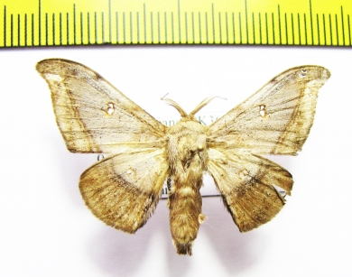 Geometridae sp.  French Guiana - INSECTS-STORE.RU