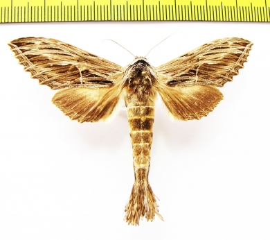 Noctuidae sp.?  Laos - INSECTS-STORE.RU
