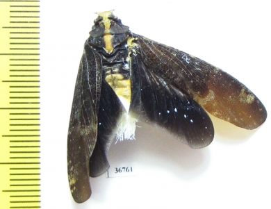 Homoptera sp.  Ecuador - INSECTS-STORE.RU