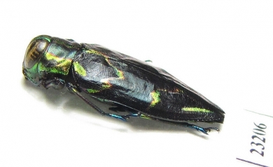 Chrysobothris sp.  Peru - INSECTS-STORE.RU
