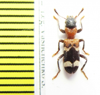 Thanasimus sp.  Azerbaijan - INSECTS-STORE.RU