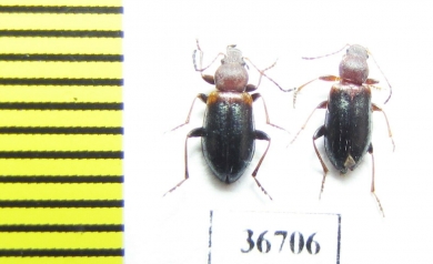 Melyridae sp.  South Africa Rep. - INSECTS-STORE.RU