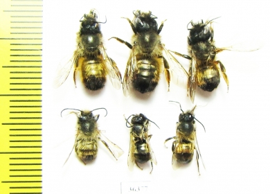 Hymenoptera sp.  Russia, Kaluga reg. - INSECTS-STORE.RU