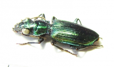 Catascopus sp.  Malaysia - INSECTS-STORE.RU