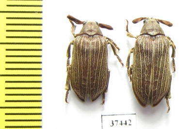 Rhipiceridae sp.  South Africa Rep. - INSECTS-STORE.RU