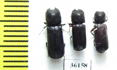 Bostrichidae sp.  Thailand - INSECTS-STORE.RU