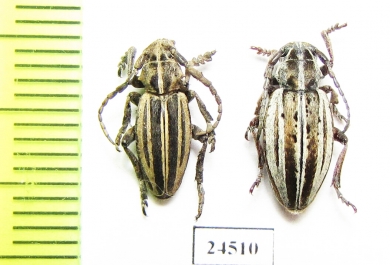 Dorcadion elegans, pair  Ukraina - INSECTS-STORE.RU