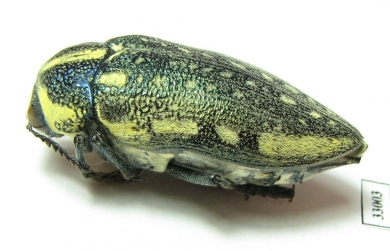 Julodis fimbriata fimbriata  Sudan - INSECTS-STORE.RU