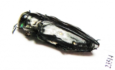Chrysobothris sp.  Peru - INSECTS-STORE.RU