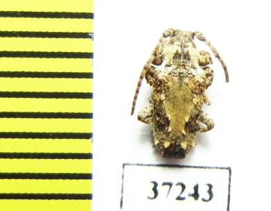 Cerambycidae sp.  South Africa Rep. - INSECTS-STORE.RU