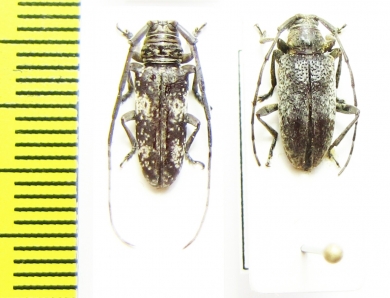 Cerambycidae sp.  Malawi - INSECTS-STORE.RU