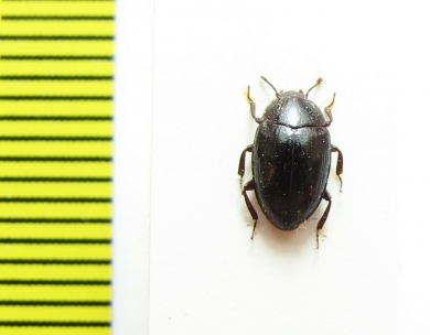 Monomma sp.  India - INSECTS-STORE.RU