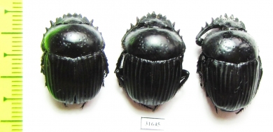 Scarabaeus laticollis  Italy, Sardinia - INSECTS-STORE.RU