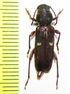Xylotrechus asellus  Kazakhstan - INSECTS-STORE.RU