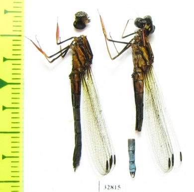 Odonata sp.  South Africa Rep. - INSECTS-STORE.RU