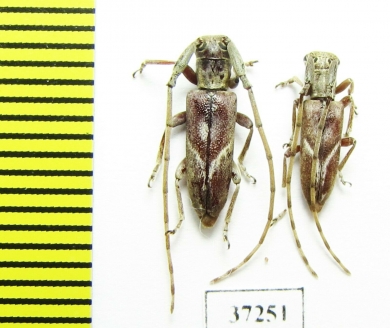 Cerambycidae sp.  South Africa Rep. - INSECTS-STORE.RU