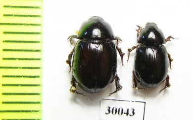 Hybosorus illigeri  Iran, Huzestan prov. - INSECTS-STORE.RU