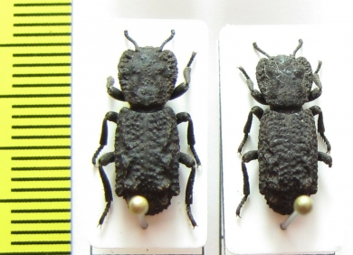 Phloeodes plicatus  USA - INSECTS-STORE.RU
