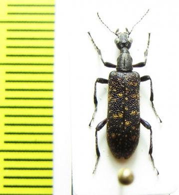 Anthicidae, Stereopalpus sp.  China, Yunnan prov. - INSECTS-STORE.RU
