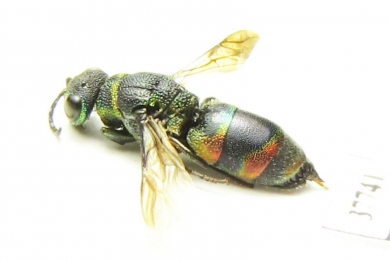 Chrysididae sp.  Russia, Tver reg. - INSECTS-STORE.RU