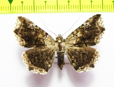 Geometridae sp.  Bolivia - INSECTS-STORE.RU