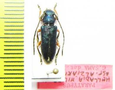 Phytoecia millefolii alziari, female  Cyprus  PARATYPUS - INSECTS-STORE.RU